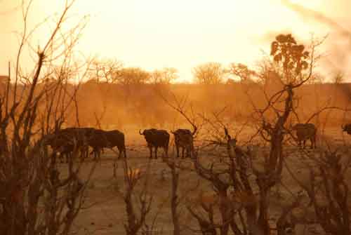 Leon Varley wandelsafari's - Hwange Zimbabwe