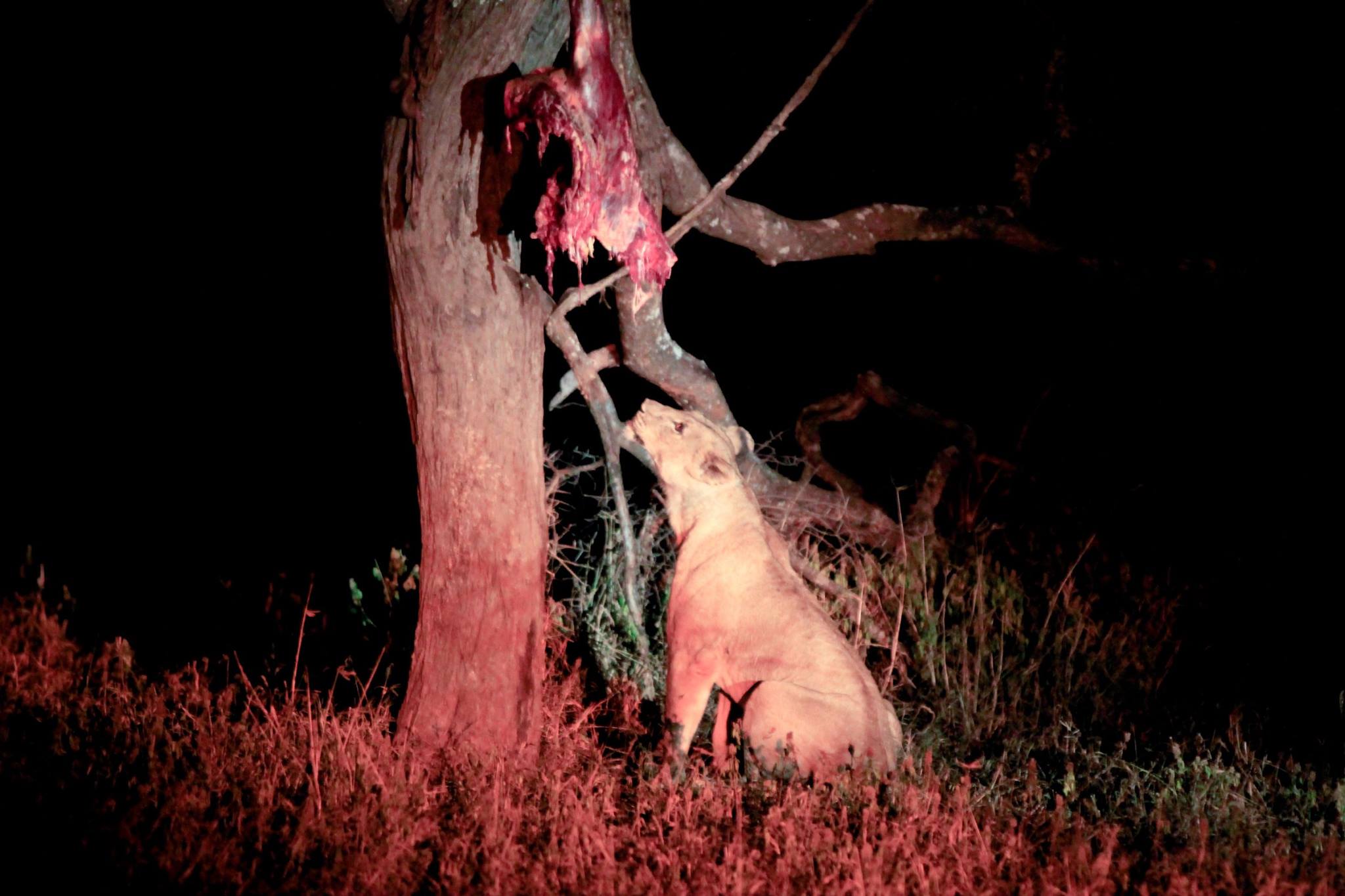 Mokore Camp - Save Valley Zimbabwe