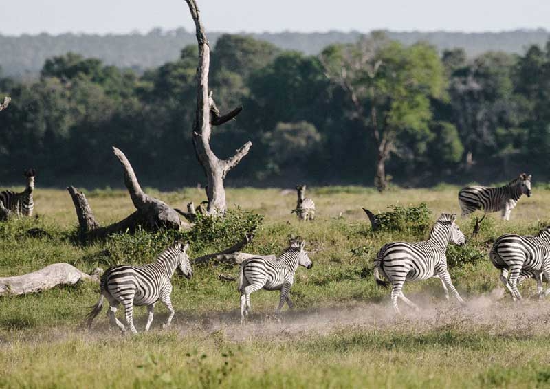 Gonarezhou Zimbabwe title=