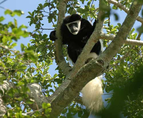 Saadani safari Tanzania