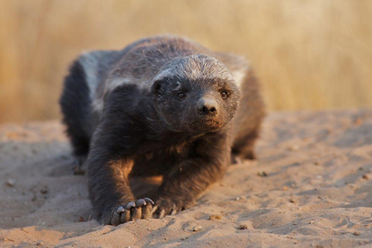 Central Kalahari Kalahari Safari Botswana