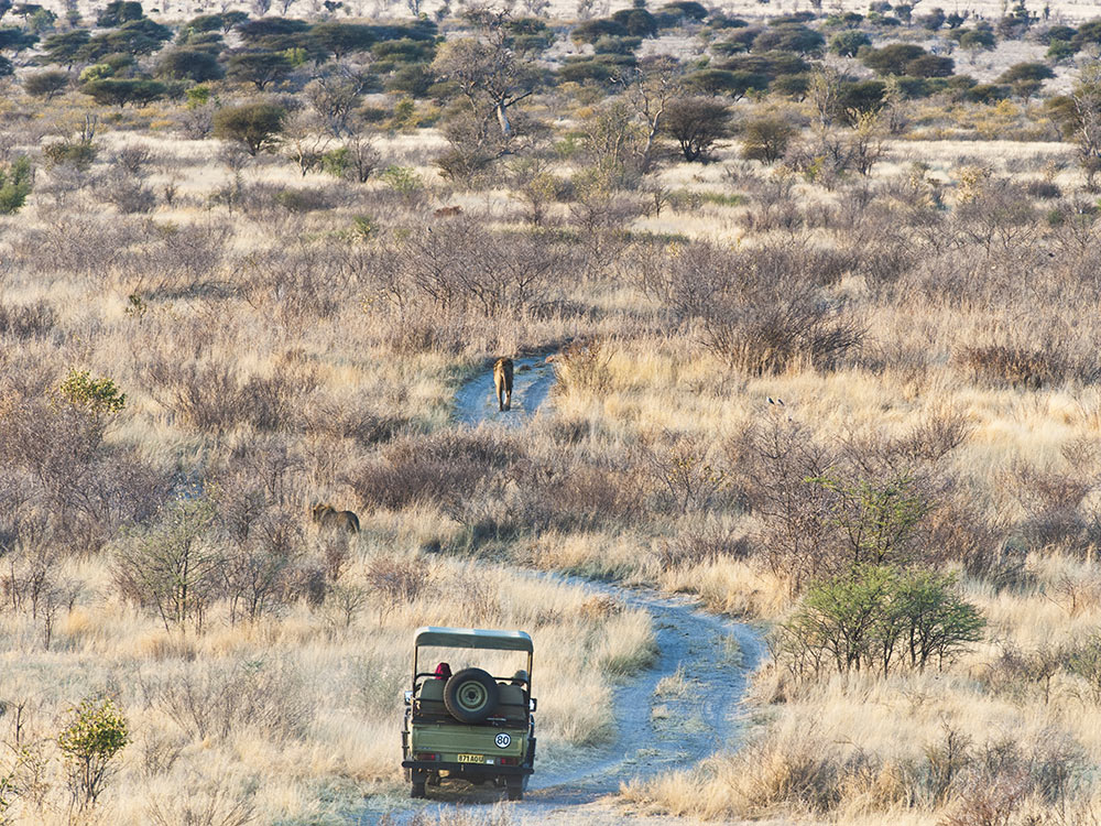 Central Kalahari Kalahari Safari Botswana