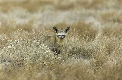 Central Kalahari Kalahari Safari Botswana