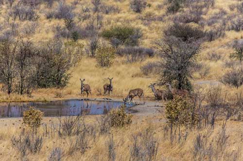 Central Kalahari Kalahari Safari Botswana