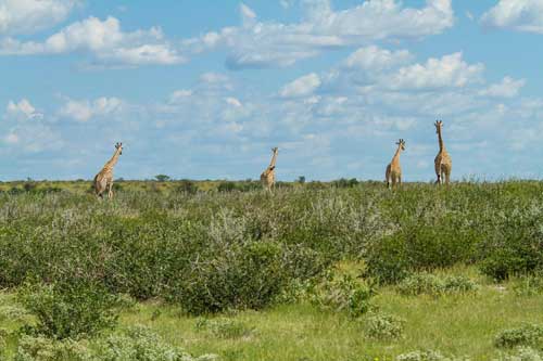 Central Kalahari Kalahari Safari Botswana