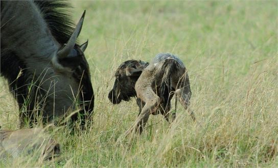 Green season safari Green season safari