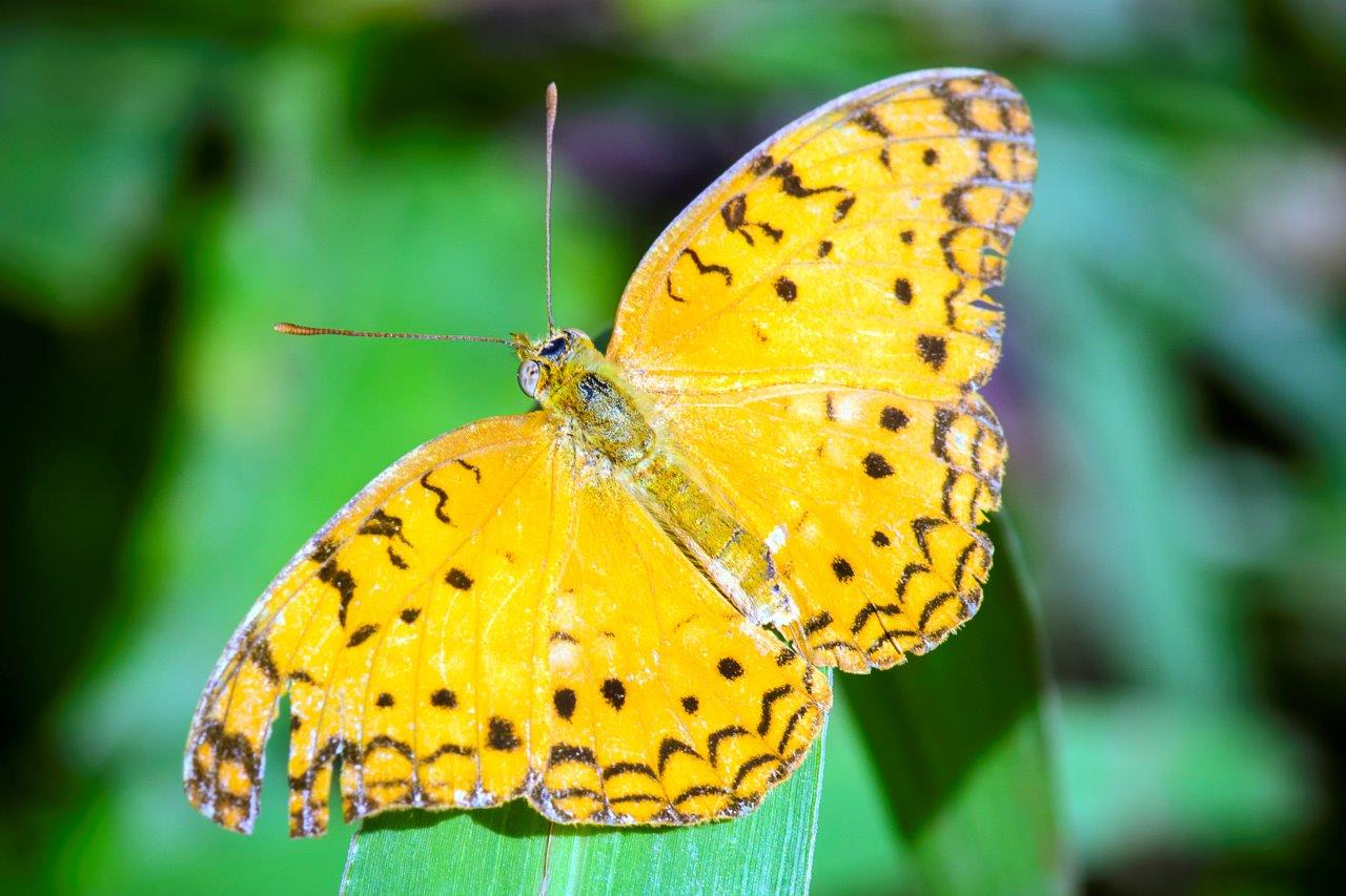 Green season safari Green season safari