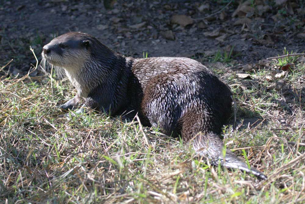 Nkhotakota Game Reserve Malawi