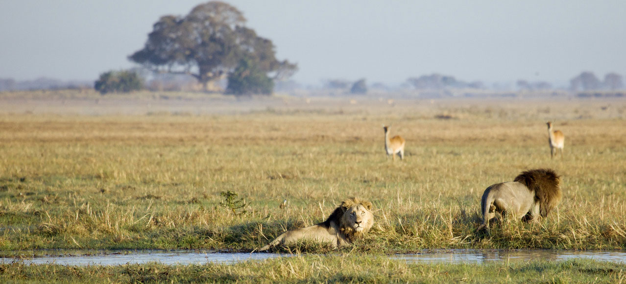 Kafue Busanga Plains Zambia