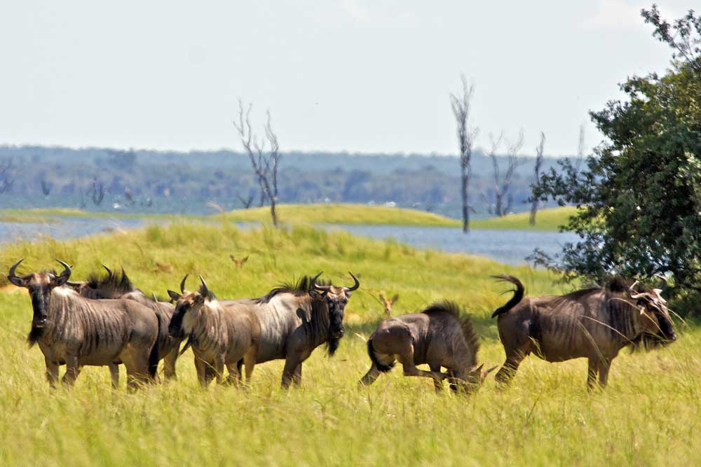 Lake Itezhi-Tezhi Konkamoya Lodge Zimba Safaris | Kafue National Park Zambia