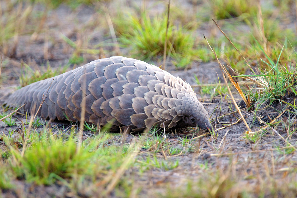 Pangolin Konkamoya Lodge Zimba Safaris | Kafue National Park Zambia