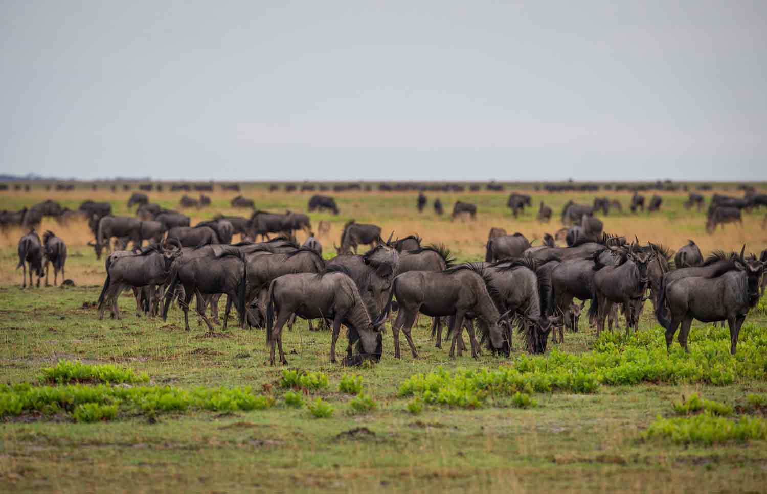 Liuwa Plains Zimba Safaris | Liuwa Plains Zambia