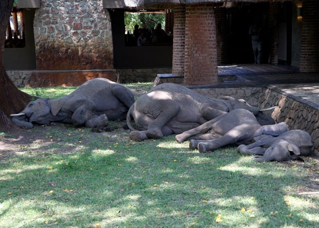 South Luangwa National Park Zambia