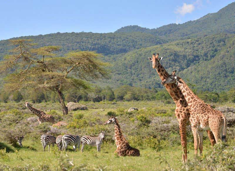 Arusha National Park Tanzania