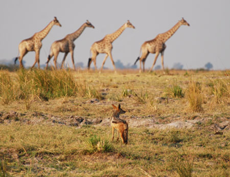 Chobe National Park Botswana
