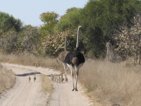 Chobe National Park Botswana