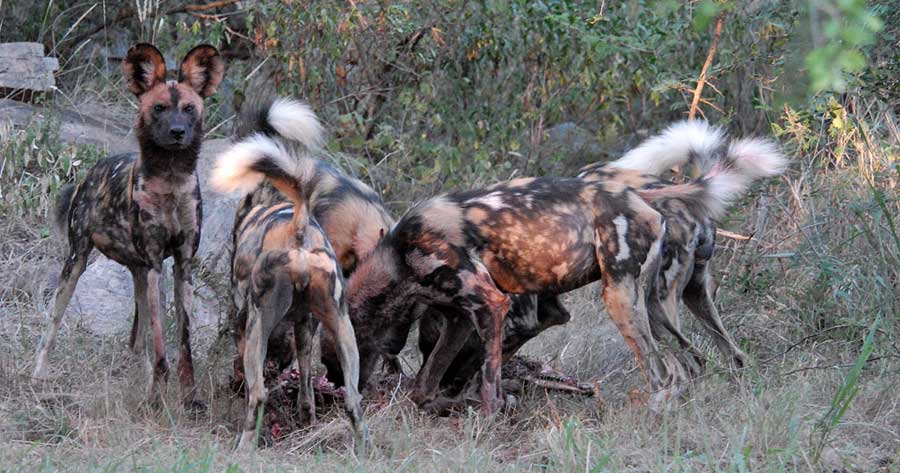 Hwange National Park Zimbabwe Hwange National Park