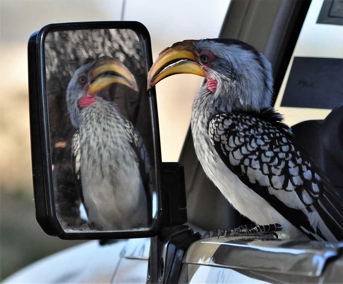 Hwange National Park Game drive in Hwange National Park