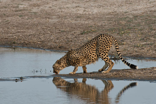 Hwange National Park Zimbabwe Hwange National Park