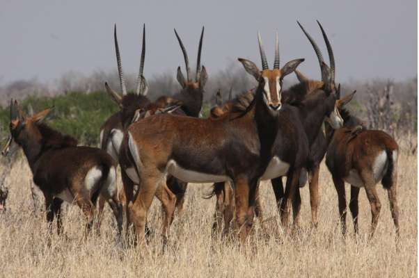 Hwange National Park Zimbabwe Hwange National Park
