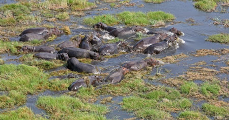 Linyanti en Savuti regio in Chobe NP 