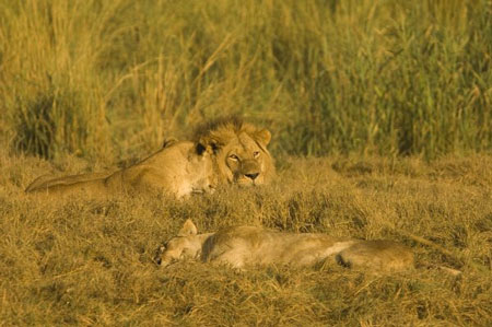 Linyanti en Savuti regio in Chobe NP
