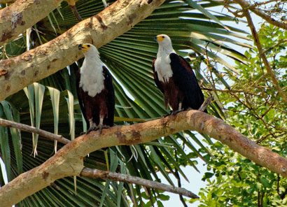 Liwonde National Park in Malawi 