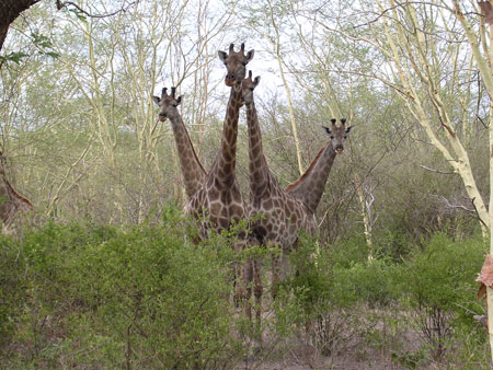 Majete Lengwe Safari Malawi