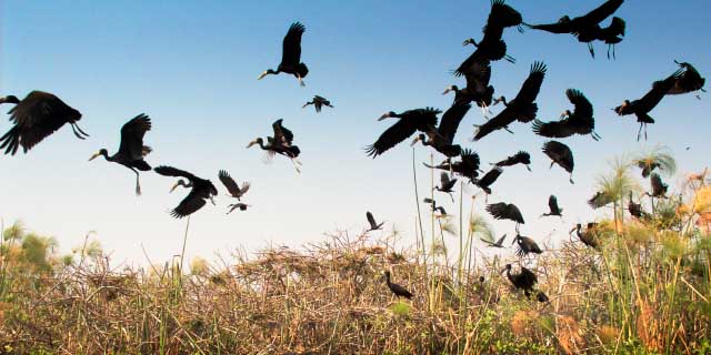 Okavango Delta & Moremi Okavango Delta Moremi Botswana
