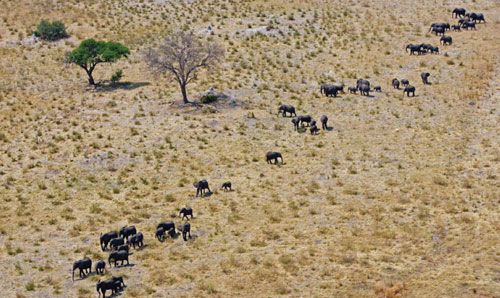 Savuti regio in Botswana Chobe