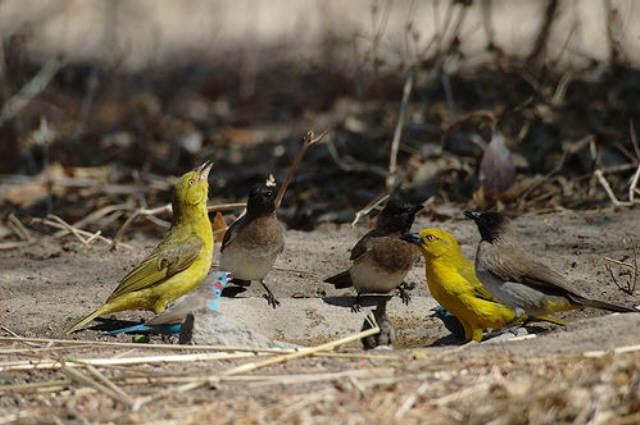 Selous Game Reserve Selous safari Tanzania