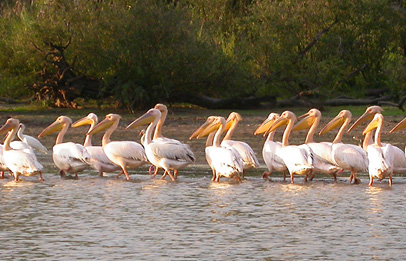 Selous Game Reserve Selous safari Tanzania
