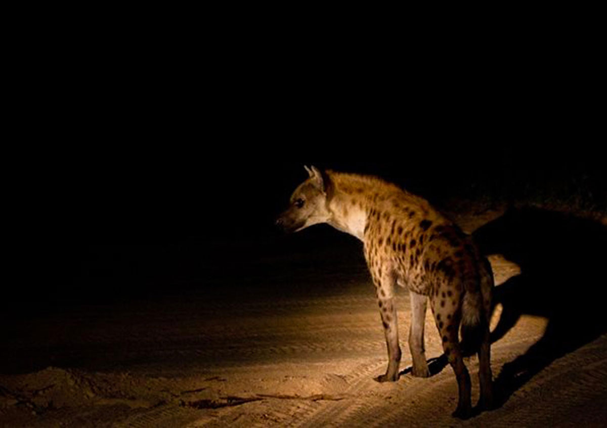 Tarangire safari Tanzania Tarangire safari Tanzania