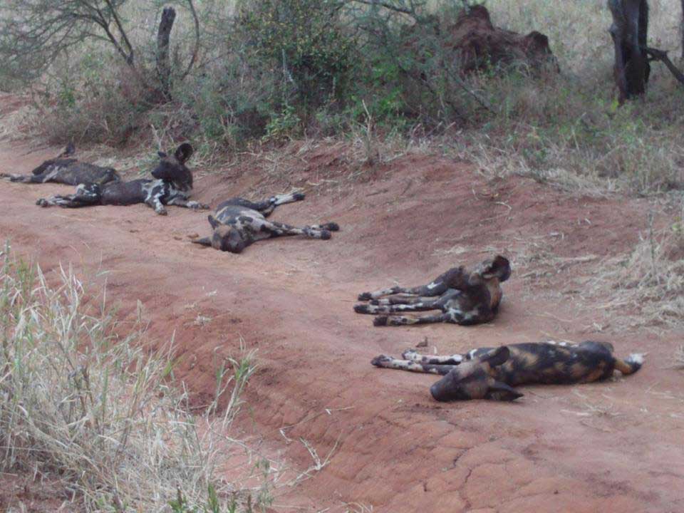 Tarangire safari Tanzania Tarangire safari Tanzania