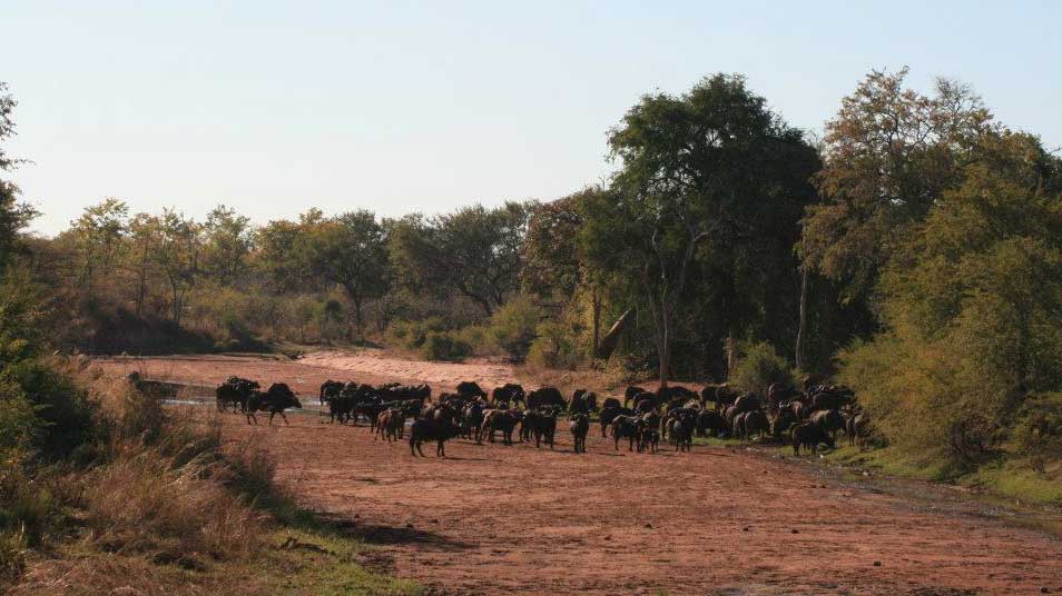 Matusadona National Park Zimbabwe